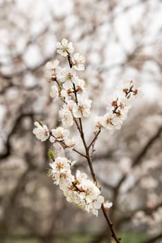 Close up of tender white apricot flowers under the soft spring sun