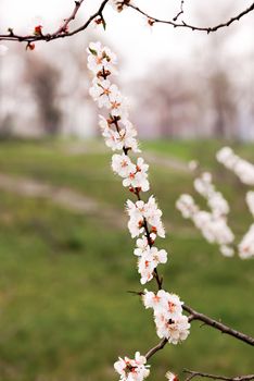 Close up of tender white apricot flowers under the soft spring sun