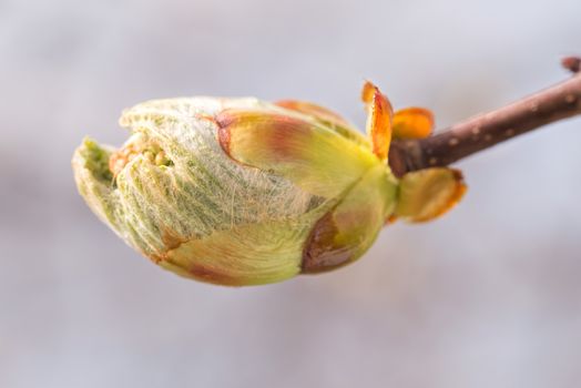 Macro of a horse-chestnut (aesculus hippocastanum) sprout under the warm spring sun