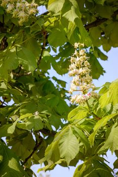 A white horse chestnut flower, and green leaves, illuminated by the soft spring sun