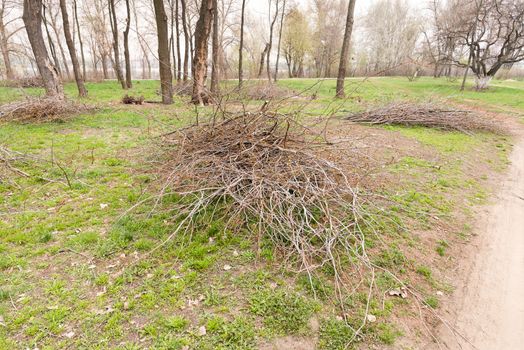 A heap of cut tree branches in the park