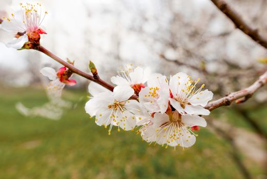 Close up of tender white apricot flowers under the soft spring sun