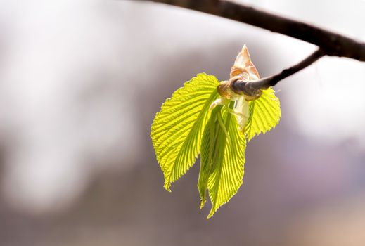 European or common hornbeam (Carpinus betulus) leaves under a strong spring light