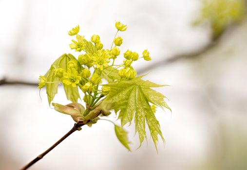 Closeup of maple tree flowers and leaves under the soft spring sun