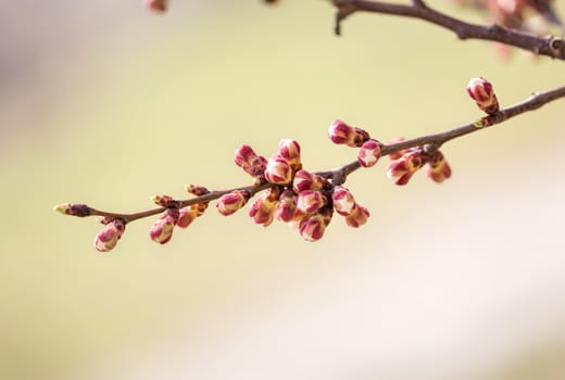 Macro of red and white of Apricot tree buds, on a branch, in spring under the sun