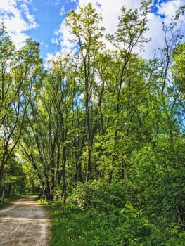 Countryside woods as rural landscape, amazing trees in green forest, nature and environment scenery