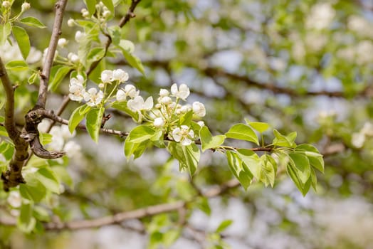 Nice pear tree flowers blooming under the soft spring sun