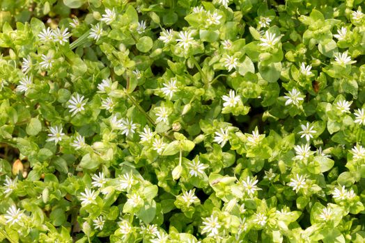 Macro of white Stellaria media flowers (chickweed) under the soft spring sun