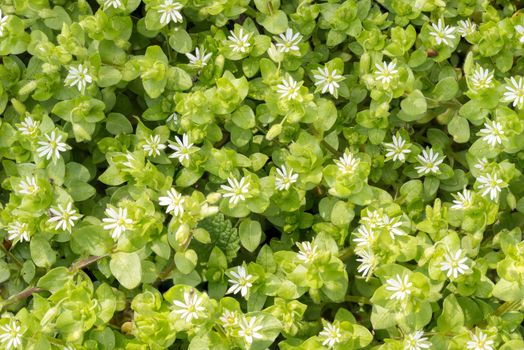 Macro of white Stellaria media flowers (chickweed) under the soft spring sun