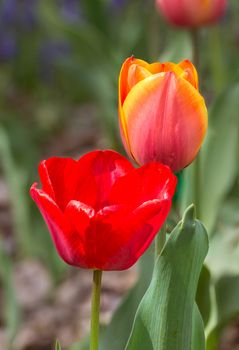 Delicate red and orange Tulips under the warm spring sun