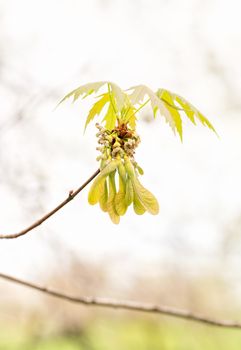 Close up of maple leaves and fruits (samara) under the soft spring sun