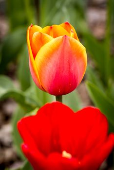 A delicate red  and orange tulip under the warm spring sun