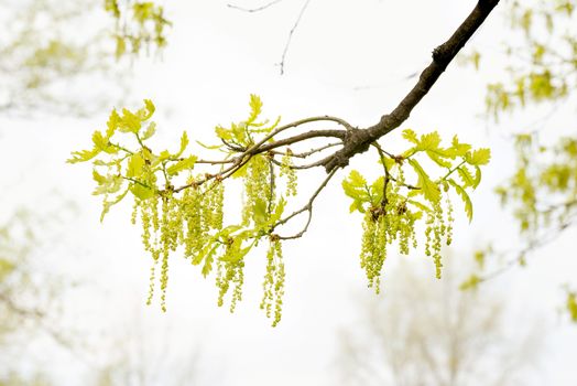 Pedunculate oak, Quercus robur, flowers and leaves against a clear spring sky