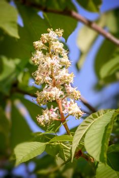 A white horse chestnut flower, and green leaves, illuminated by the soft spring sun