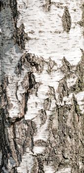 Detail of birch tree bark texture