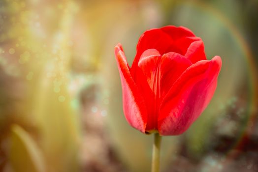 A delicate red tulip in a magic atmosphere under the warm spring sun