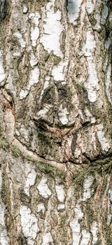 Detail of birch tree bark texture