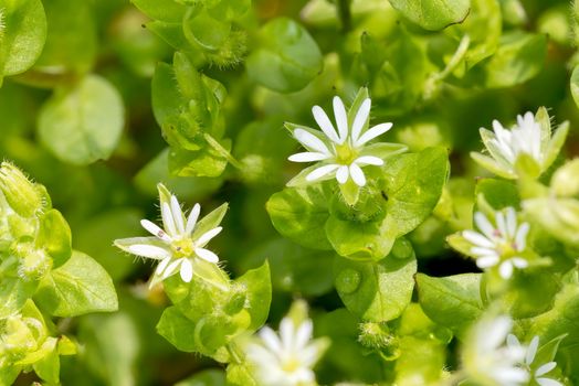 Macro of white Stellaria media flowers (chickweed) under the soft spring sun