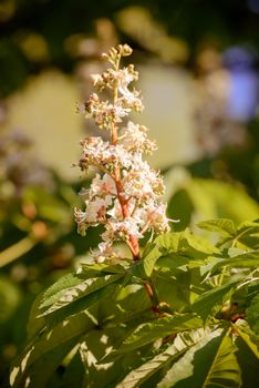 A white horse chestnut flower, and green leaves, illuminated by the soft spring sun