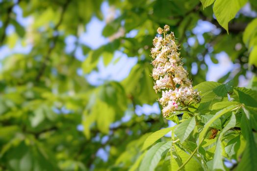 A white horse chestnut flower, and green leaves, illuminated by the soft spring sun