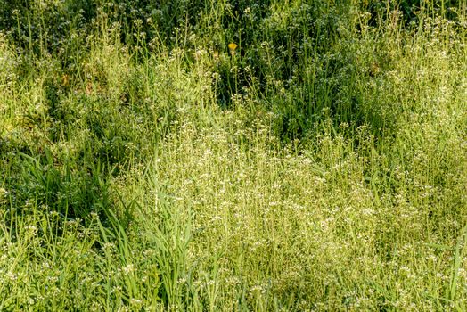 Capsella Bursa-pastoris Flowers also called Shepherd's-purse in the meadow, under the soft spring sun at morning