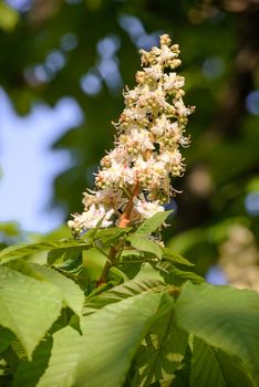 A white horse chestnut flower, and green leaves, illuminated by the soft spring sun