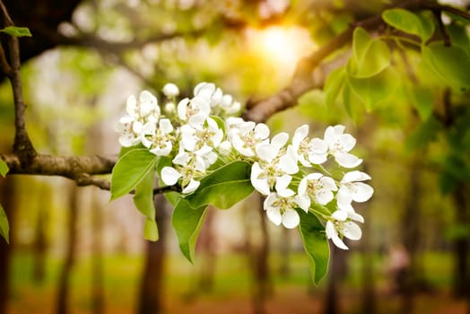 Nice pear tree flowers blooming under the soft spring sun