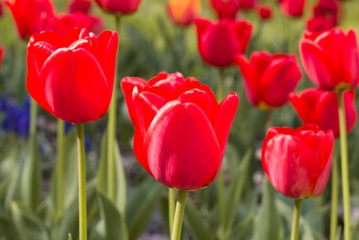 Delicate red tulips under the warm spring sun