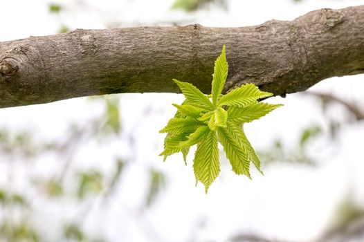 European or common hornbeam (Carpinus betulus) leaves under a strong spring light