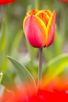 A delicate red  and orange tulip under the warm spring sun