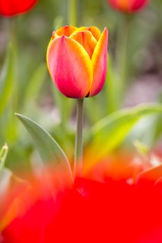 A delicate red  and orange tulip under the warm spring sun