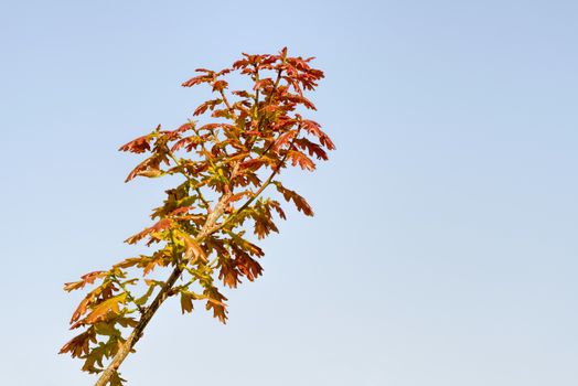 Young red Quercus robur under the warm spring sun