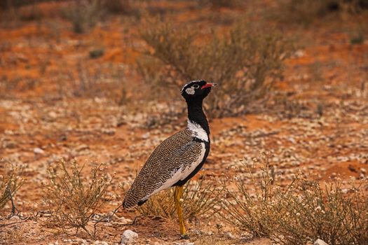A single Northern Black Korhaan (Eupodotis afraoides) male photographed is Kgalagadi Trans Frontier Park, South Africa.
