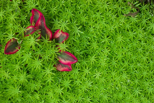 Red leaf on green grass , fresh nature background