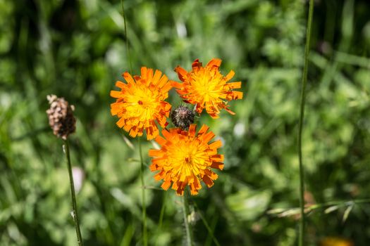 orange-red hawkweed in the meadow