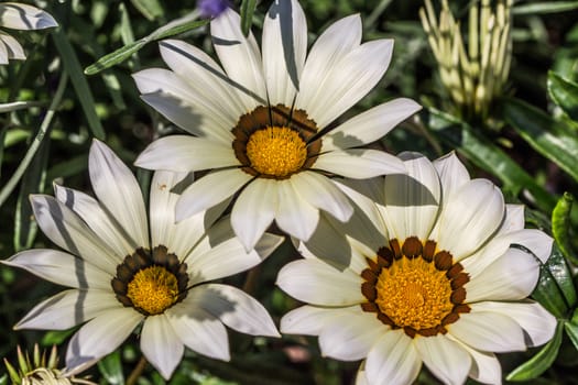 colorful asters in the flower garden