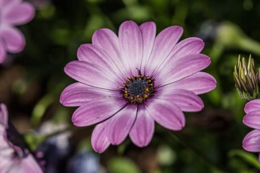 colorful asters in the flower garden