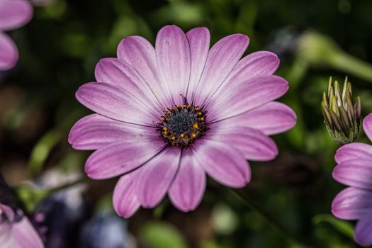 colorful asters in the flower garden