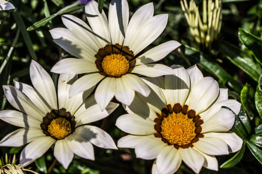 colorful asters in the flower garden