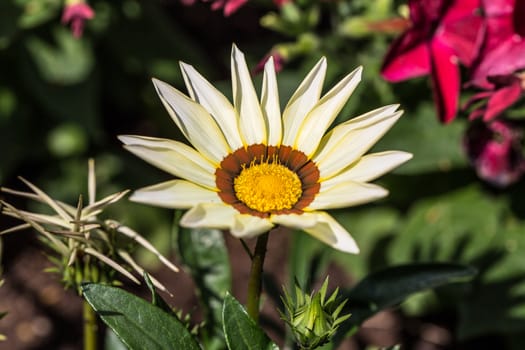 colorful asters in the flower garden