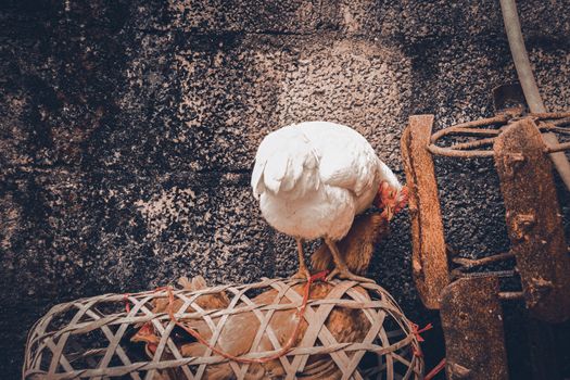 Free roaming native chickens in Ha giang, Vietnam that shows the village life, livelihood and culture