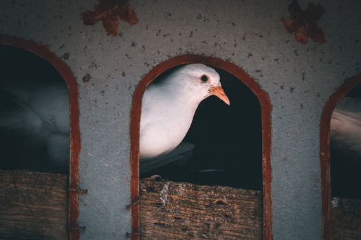A dove peeking out from it's bird house