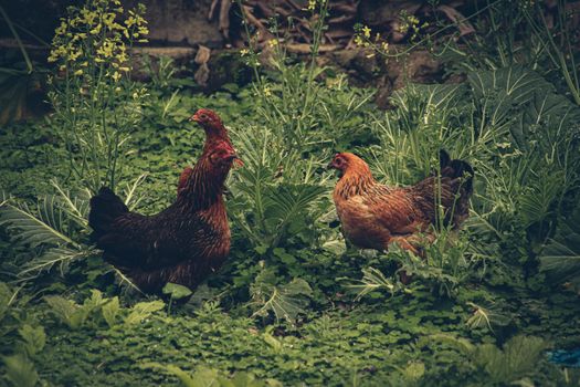 Free roaming native chickens in Ha giang, Vietnam that shows the village life, livelihood and culture