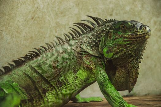 Green iguana or American iguana sold as an exotic pet in Chatuchak Weekend Market in Bangkok City Thailand