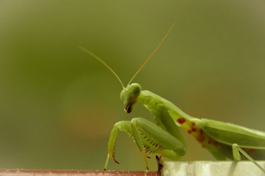 Close up of a green praying mantis or Mantodea that shows concept of Spring and Summer season