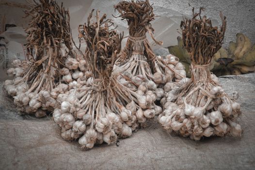 Bundles of freshly harvested organic garlic bulbs