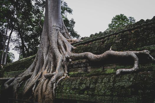 Banyan tree in the famous Ta Prohm in Angkor Archaeological Park, Krong Siem Reap Cambodia