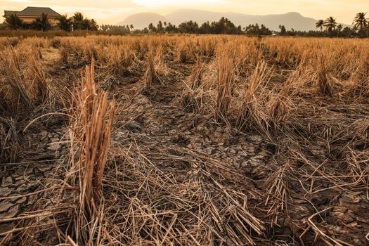 Rice fields devastated by prolonged drought due to climate change and global warming