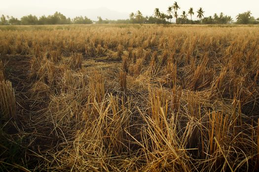 Rice fields devastated by prolonged drought due to climate change and global warming