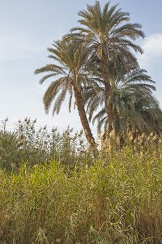 Landscape scene of rural countryside in egypt africa with date palm tree in grass reeds on river bank